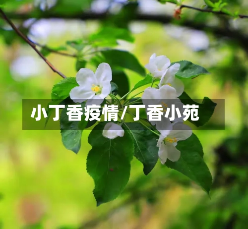 小丁香疫情/丁香小苑-第3张图片