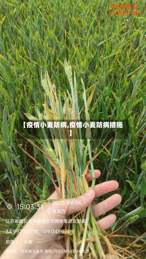 【疫情小麦防病,疫情小麦防病措施】-第2张图片