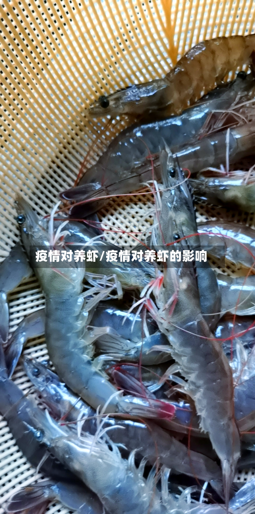 疫情对养虾/疫情对养虾的影响-第2张图片