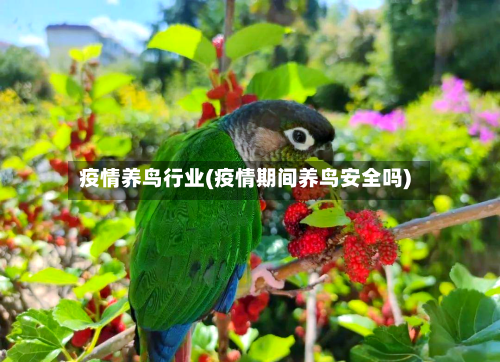 疫情养鸟行业(疫情期间养鸟安全吗)-第2张图片