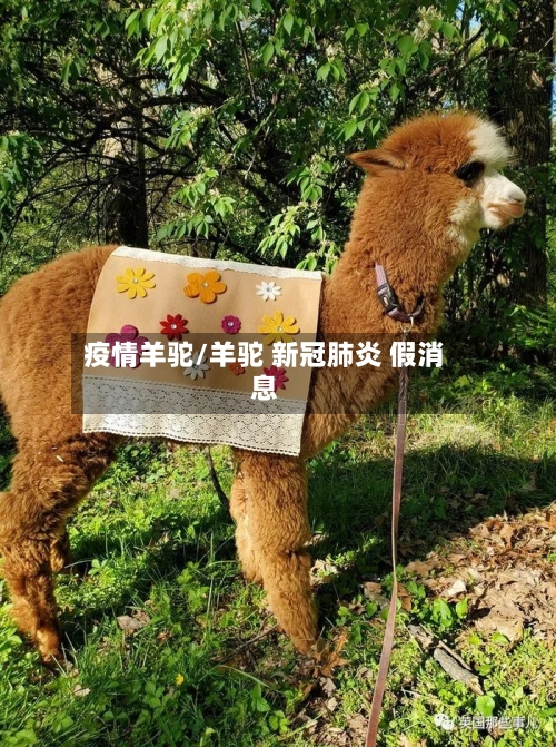 疫情羊驼/羊驼 新冠肺炎 假消息