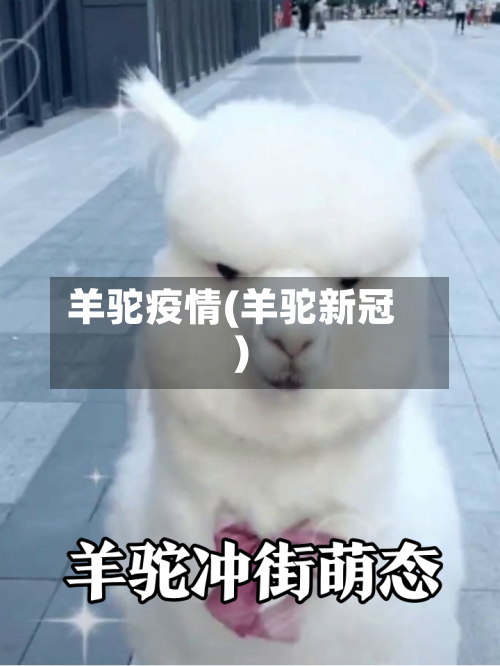 羊驼疫情(羊驼新冠)-第2张图片