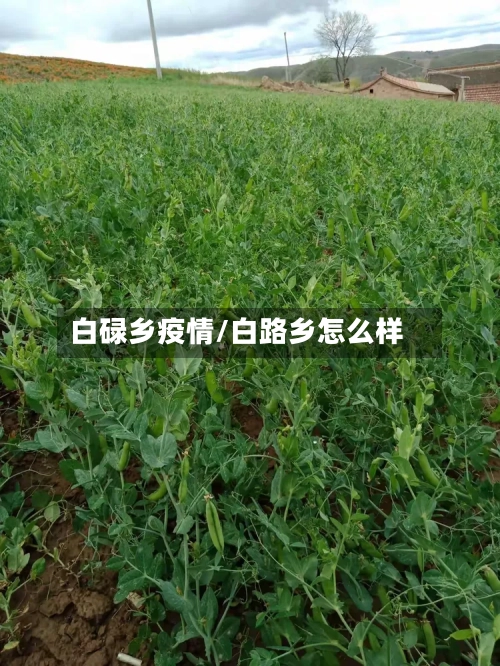 白碌乡疫情/白路乡怎么样-第2张图片