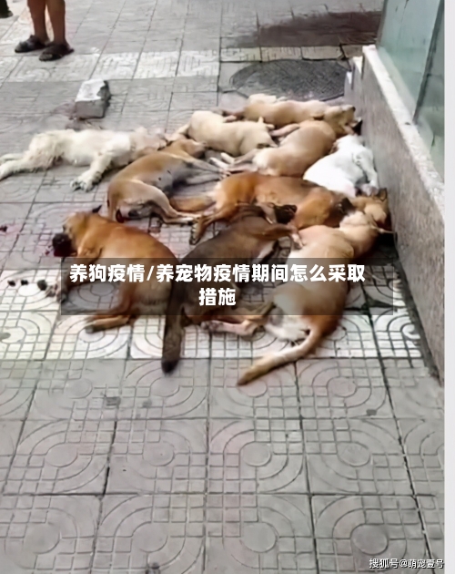 养狗疫情/养宠物疫情期间怎么采取措施-第3张图片